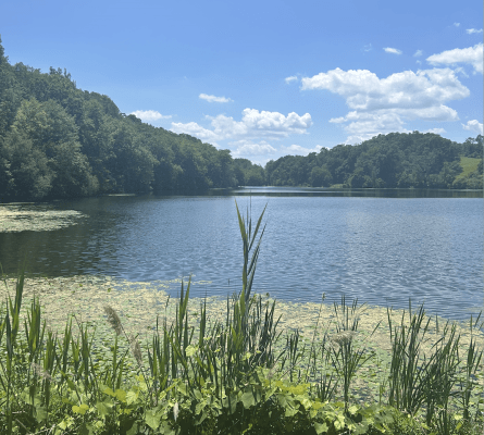 A serene lake in New York State Parks is bordered by tall green grasses and trees under a bright blue sky with scattered clouds. Lily pads float on the water near the shore, creating a sense of inner peace.